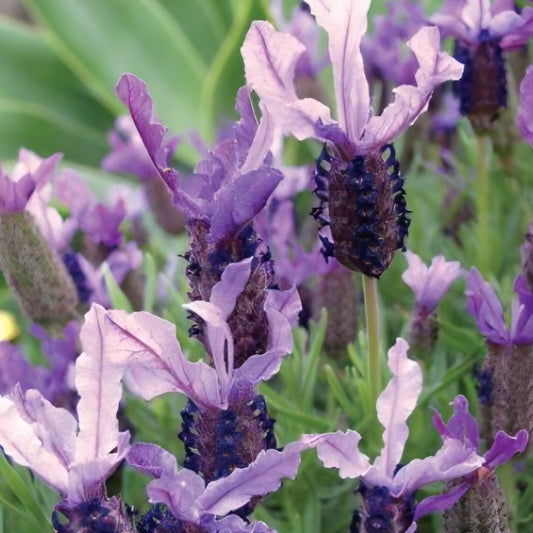 Lavender 'Winter Lace' - Ladybird Nursery