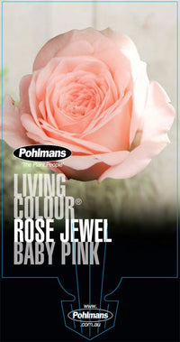 Rose ‘Jewel Baby Pink’ (Rosa hybrid) - Ladybird Nursery