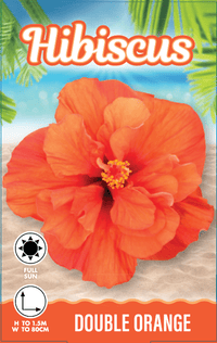 Hibiscus 'Adonicus Double Orange' (Hibiscus rosa-sinensis) - Ladybird Nursery