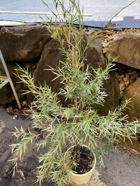 Leptospermum Silver (Leptospermum brachyandrum) - Ladybird Nursery