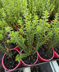 Pimelea ferruginea 'Magenta Mist' - Ladybird Nursery