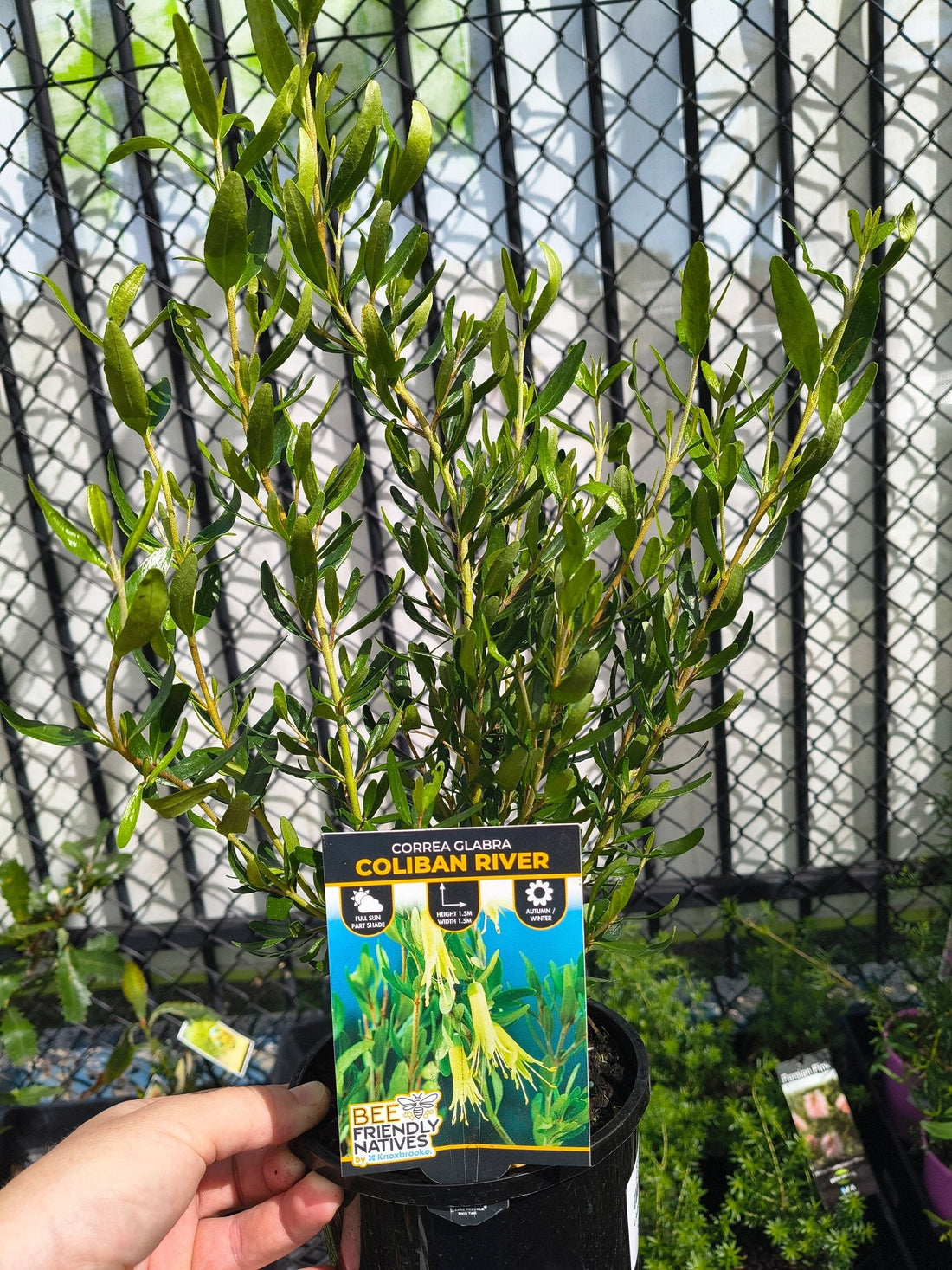 Coliban River (Correa glabra) - Ladybird Nursery