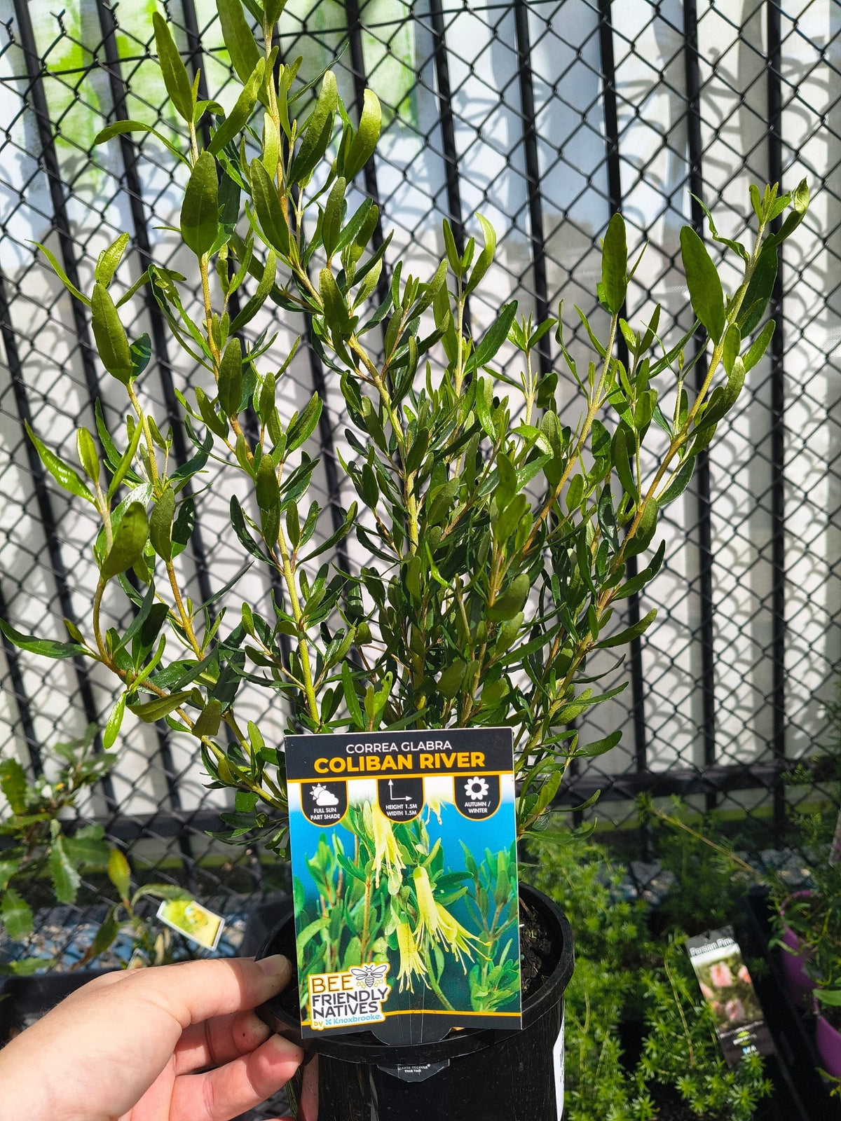 Coliban River (Correa glabra) - Ladybird Nursery