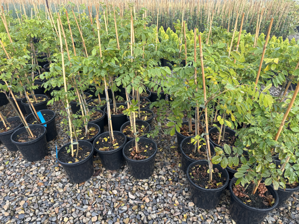 Chinese Wisteria (Wisteria sinensis) *Large - Ladybird Nursery