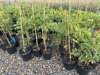Chinese Wisteria (Wisteria sinensis) *Large - Ladybird Nursery