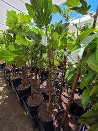 Fig 'Deanna' - Ladybird Nursery