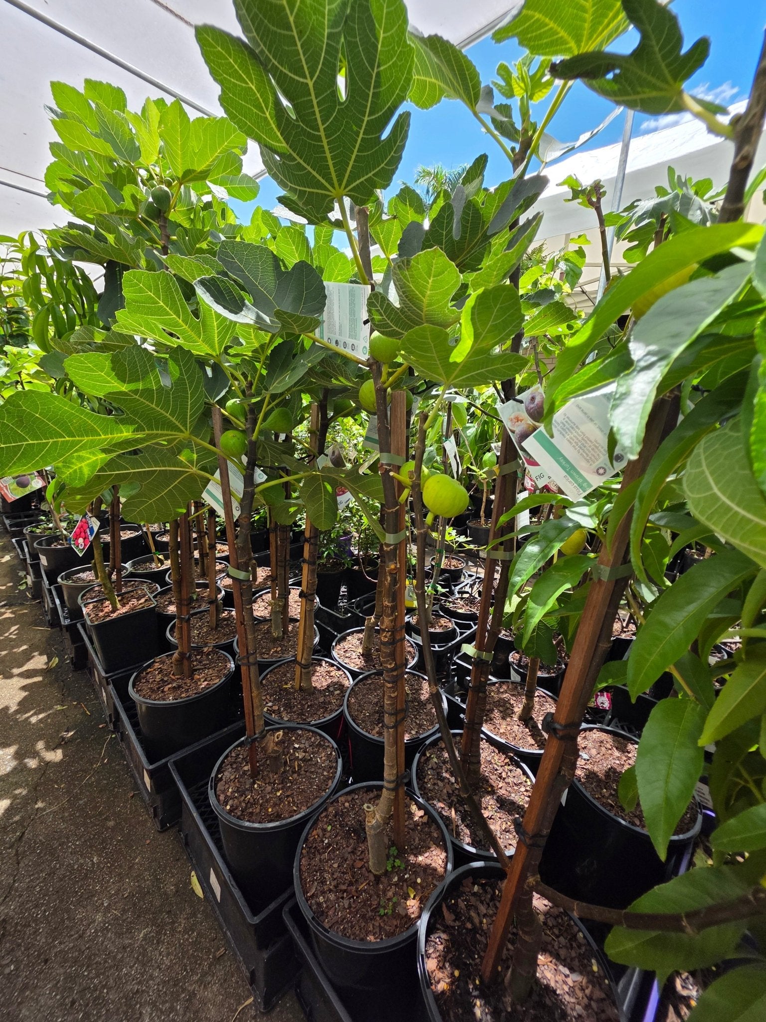 Fig 'Deanna' - Ladybird Nursery