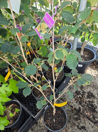 Witch Hazel ‘Sunburst’ (Hamamelis) - Ladybird Nursery
