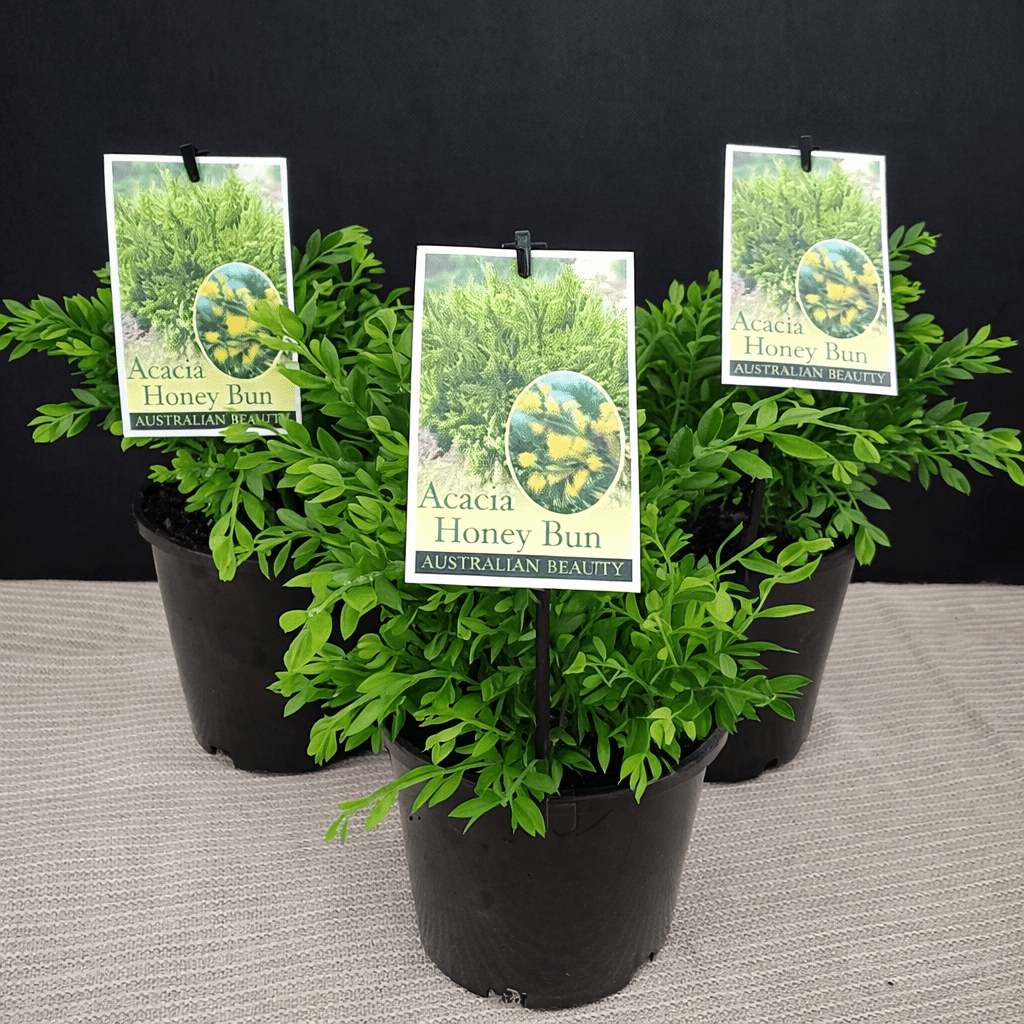 Acacia 'Honey Bun' (Acacia howittii) - Ladybird Nursery