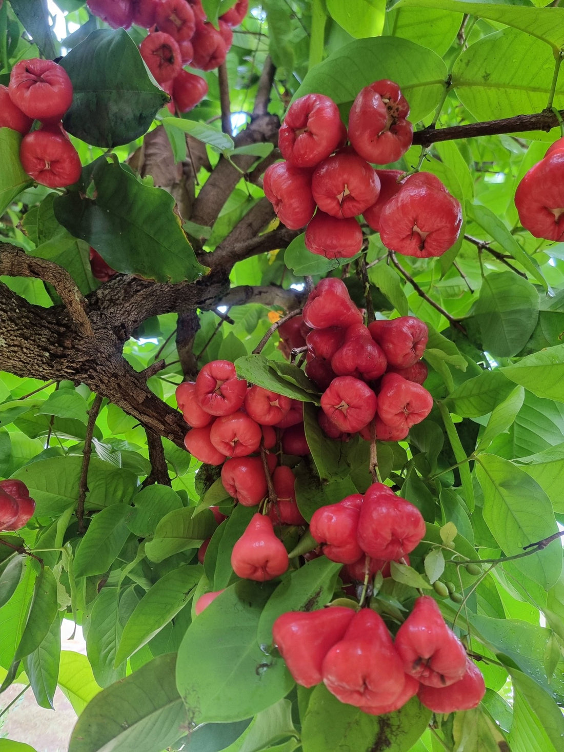 Wax Jambu 'Water Roseapple' (Syzygium aqueum) - Ladybird Nursery