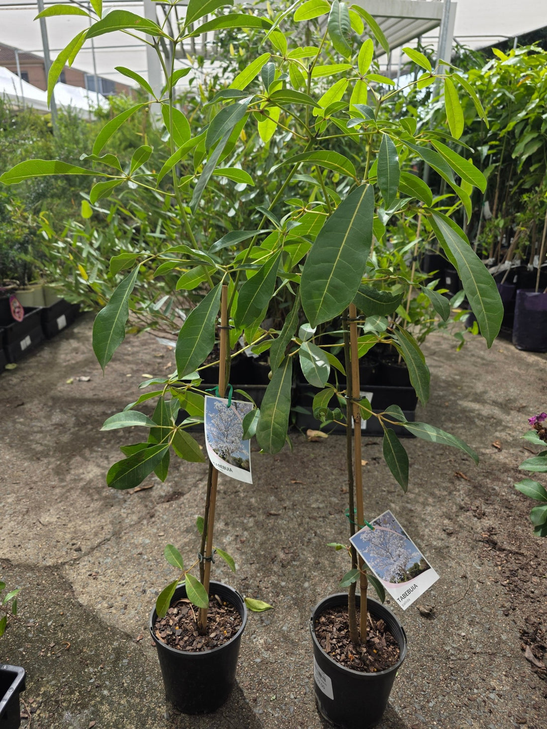 Cuban Pink Trumpet Tree (Tabebuia pallida) - Ladybird Nursery