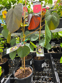 Hibiscus tiliaceus ‘Rubra’ - Ladybird Nursery