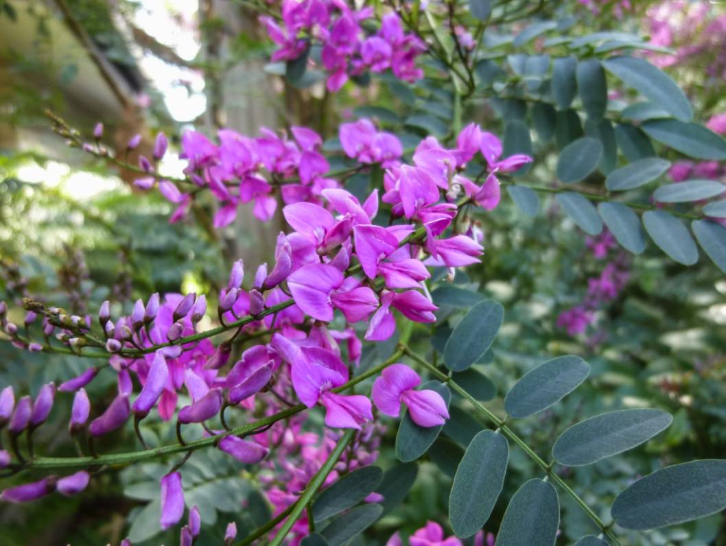 Australian Indigo (Indigofera australis)