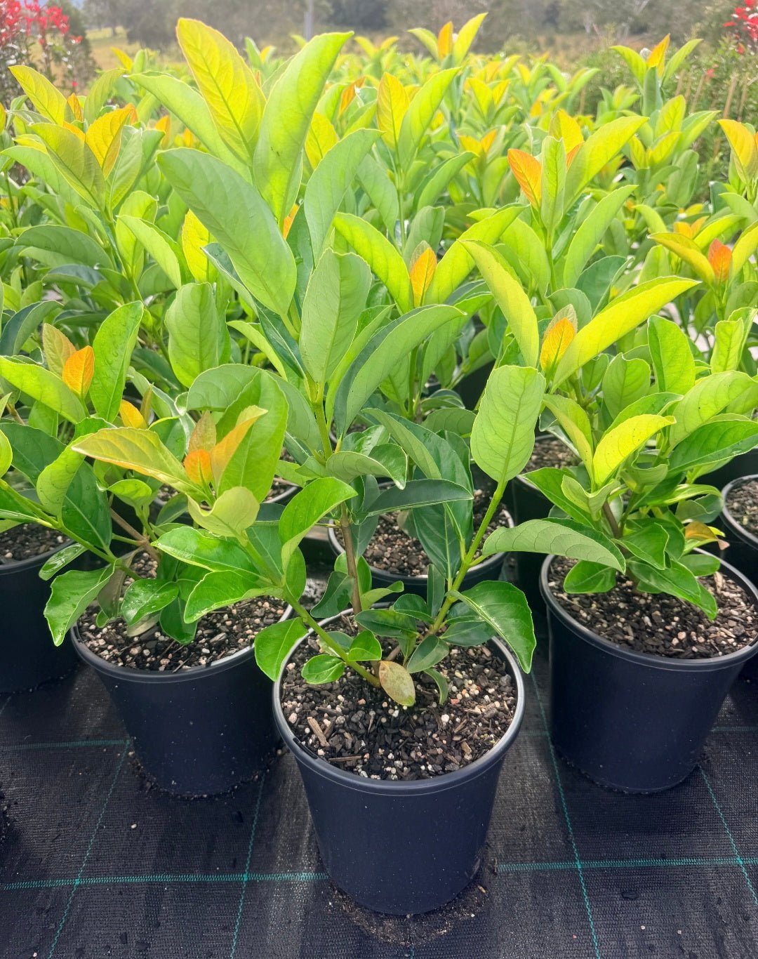 Sweet Viburnum Quick Fence (Viburnum odoratissimum) - Ladybird Nursery