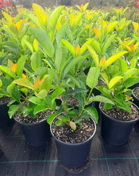 Sweet Viburnum Quick Fence (Viburnum odoratissimum) - Ladybird Nursery