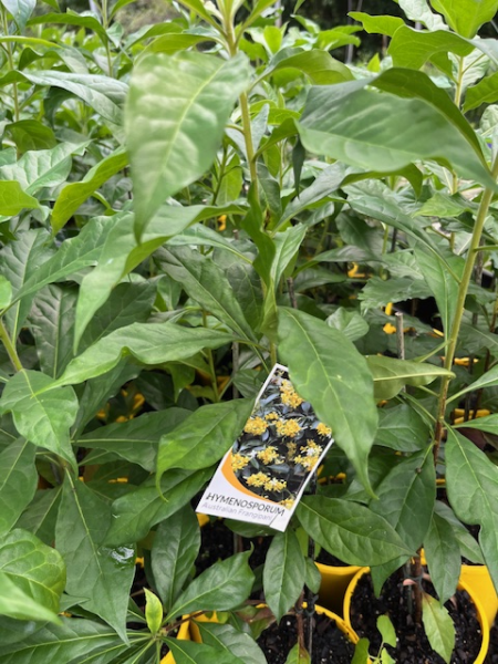 Native Frangipani (Hymenosporum flavum) - Ladybird Nursery