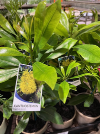 Golden Penda 'Fairhill Gold' (Xanthostemon chrysanthus) - Ladybird Nursery