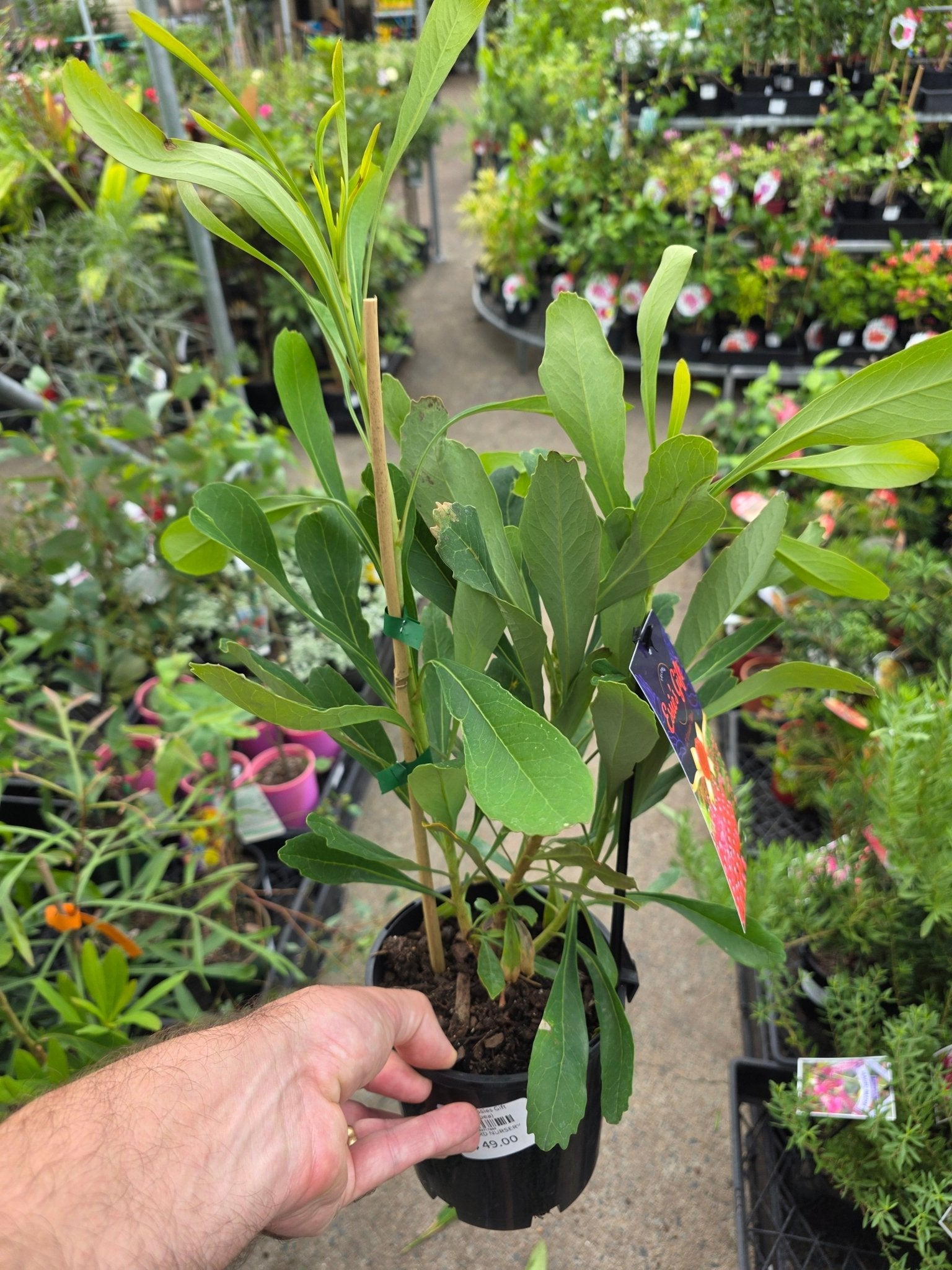 Waratah Essies Gift (Telopea) - Ladybird Nursery