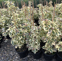 Bougainvillea 'Raspberry Ice' (Bougainvillea glabra) - Large - Ladybird Nursery