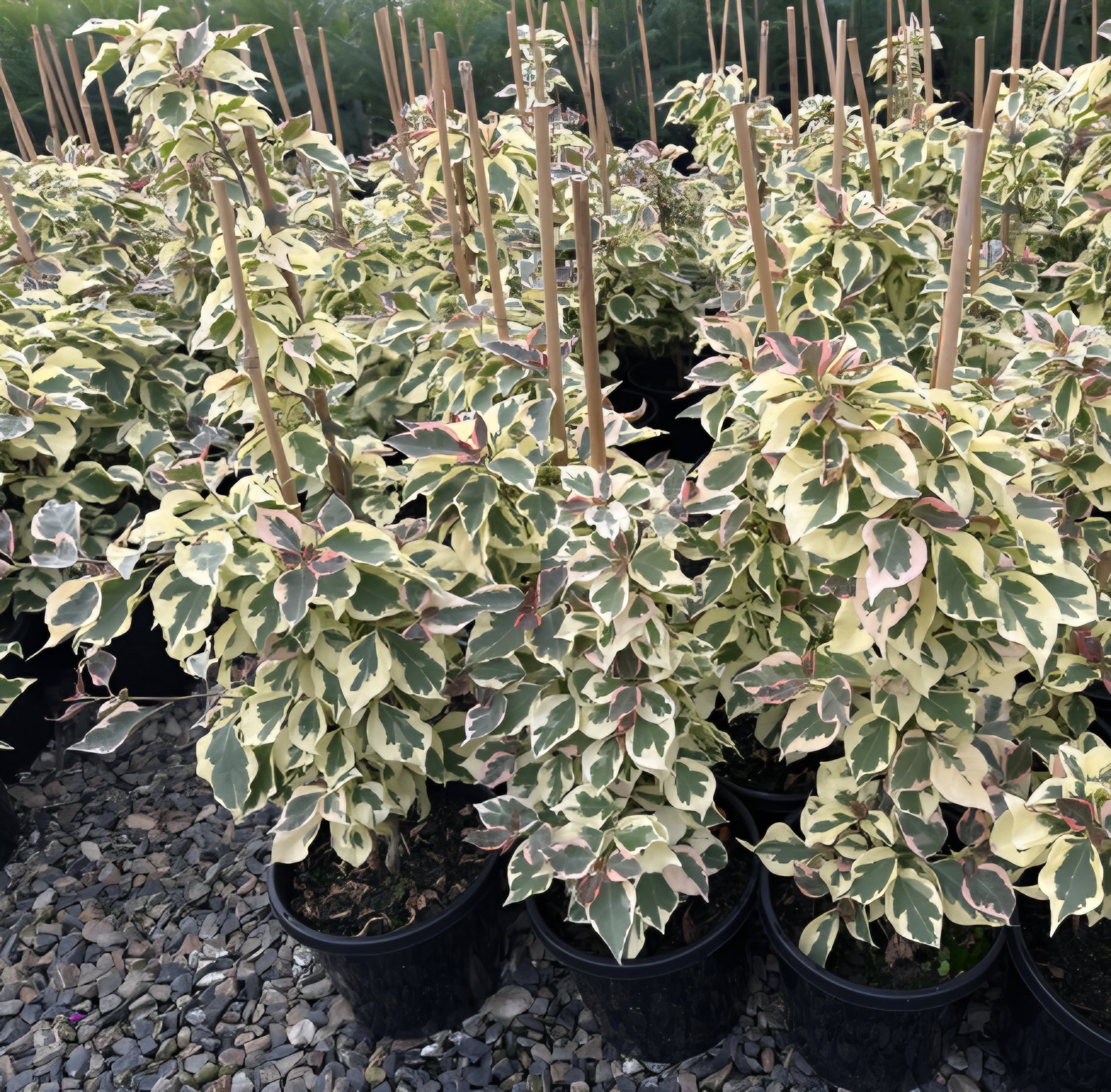 Bougainvillea 'Raspberry Ice' (Bougainvillea glabra) - Large - Ladybird Nursery