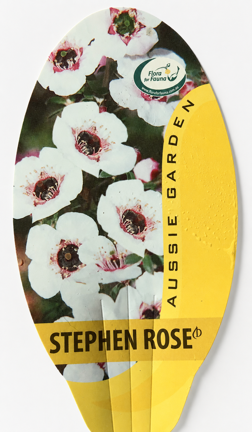 Leptospermum 'Stephen Rose'