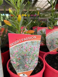 Emu Bush Desert Passion (Eremophila) - Ladybird Nursery