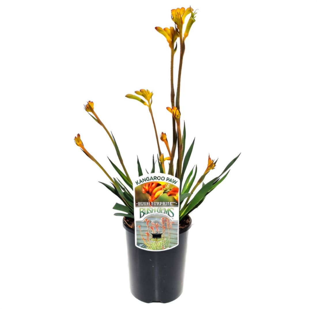 Kangaroo Paw 'Bush Surprise' (Anigozanthos) - Ladybird Nursery