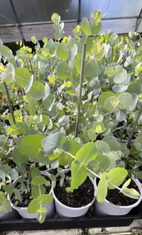 Silver Dollar Gum (Eucalyptus cinerea) - Ladybird Nursery