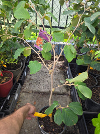 Witch Hazel ‘Jelena’ (Hamamelis) - Ladybird Nursery