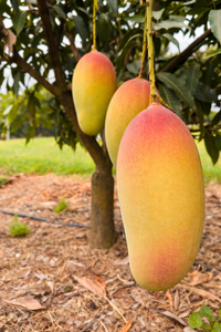 Mango 'Red Harumanis' (Malaysia) - Ladybird Nursery