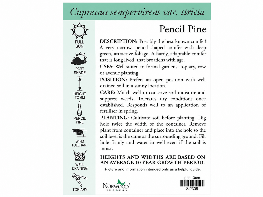 True Pencil Pine (Cupressus sempervirens 'Stricta') - Ladybird Nursery