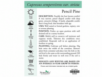 True Pencil Pine (Cupressus sempervirens 'Stricta') - Ladybird Nursery