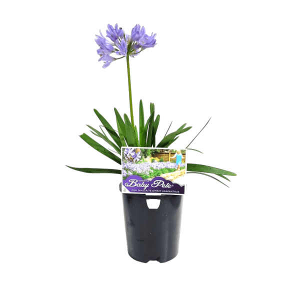 Agapanthus 'Baby Pete' - Ladybird Nursery