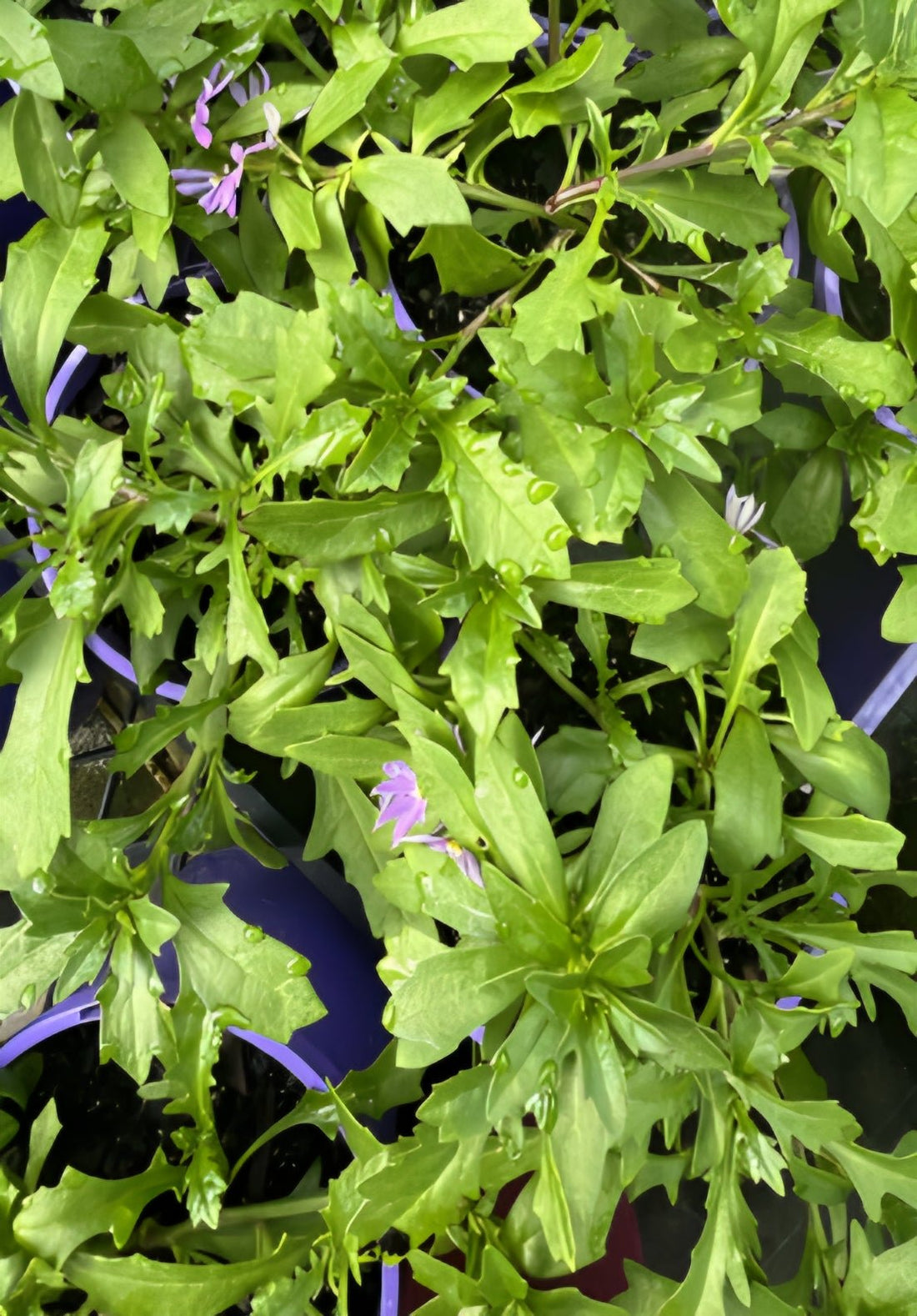 Fan Flower 'Fairy Blue' (Scaevola aemula) - Ladybird Nursery