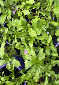 Fan Flower 'Fairy Blue' (Scaevola aemula) - Ladybird Nursery