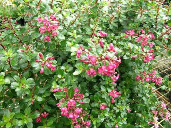 Escallonia 'Pink Pixie' - Ladybird Nursery