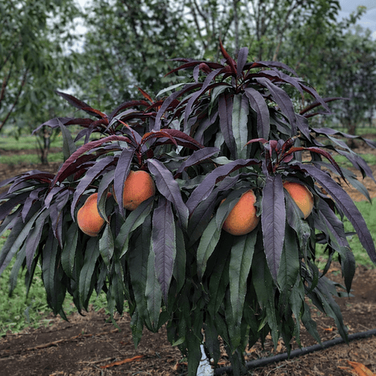 Super Dwarf Peach 'Sunset' - Ladybird Nursery