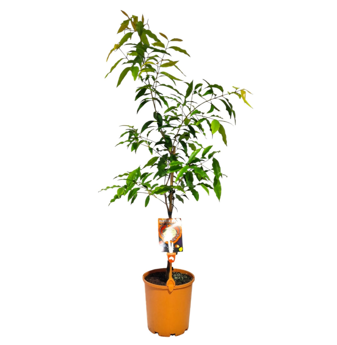 Aniseed Myrtle (Syzygium anisatum) - Ladybird Nursery