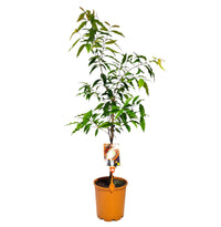 Aniseed Myrtle (Syzygium anisatum) - Ladybird Nursery