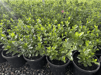 Azalea 'Rose Queen' - Large - Ladybird Nursery