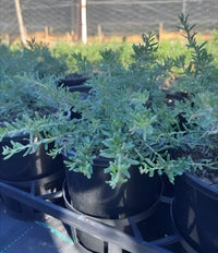 Grevillea 'Strawberry Smoothie' - Ladybird Nursery