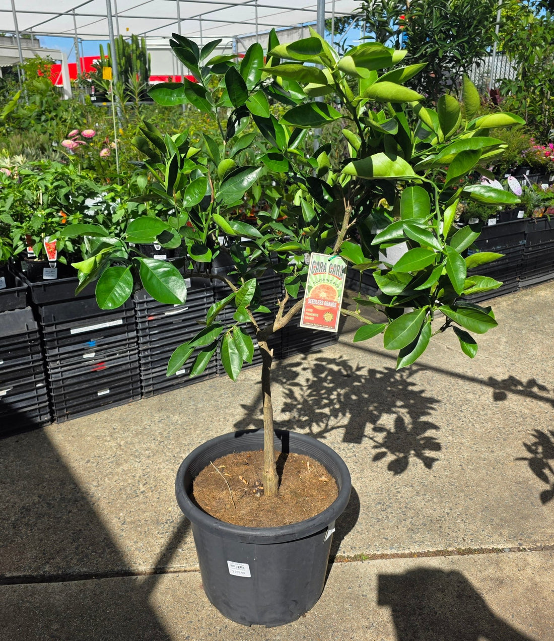 Cara Cara Orange 400mm (PICK UP ONLY) - Ladybird Nursery