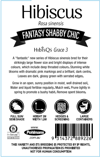 Hibiscus 'Shabby Chic' - Ladybird Nursery