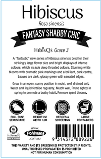 Hibiscus 'Shabby Chic' - Ladybird Nursery