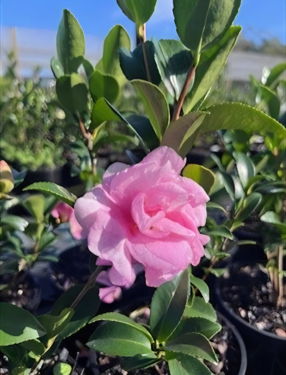 Camellia 'Jennifer Susan'