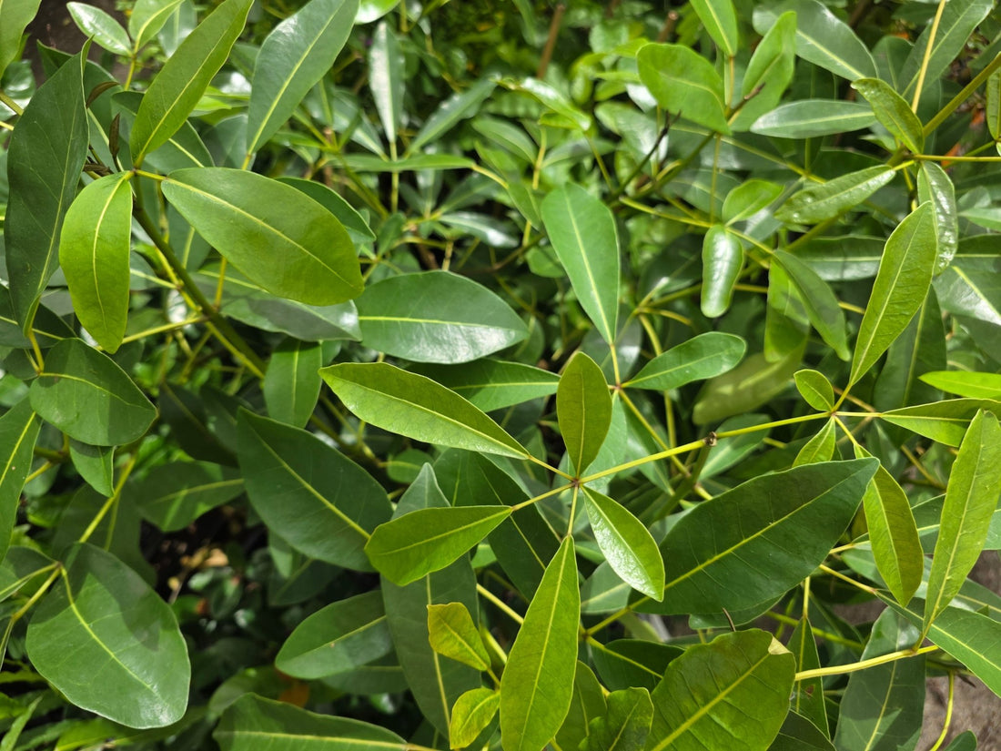 Cuban Pink Trumpet Tree (Tabebuia pallida) - Ladybird Nursery