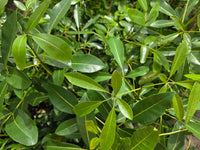 Cuban Pink Trumpet Tree (Tabebuia pallida) - Ladybird Nursery