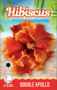 Hibiscus 'Flamenco™ Double Apollo' - Ladybird Nursery