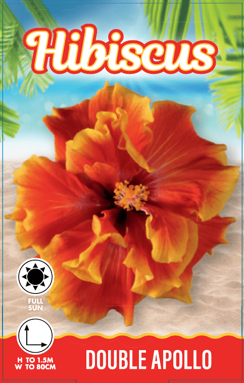 Hibiscus 'Flamenco™ Double Apollo' - Ladybird Nursery