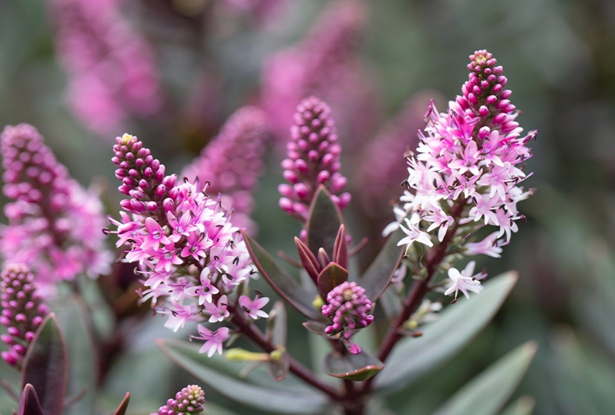 Hebe Chocolate Box 'Candy Cream' - Ladybird Nursery